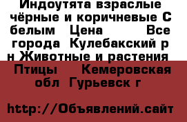 Индоутята взраслые чёрные и коричневые С белым › Цена ­ 450 - Все города, Кулебакский р-н Животные и растения » Птицы   . Кемеровская обл.,Гурьевск г.